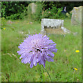 A splash of colour in the cemetery