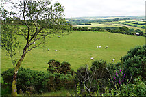 SS7048 : Field of sheep above Dean Farm by Bill Boaden