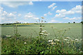 Wheat Field, Maidencourt Farm
