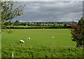 Pasture south-east of Tetchill, Shropshire