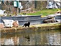 A canalside cat