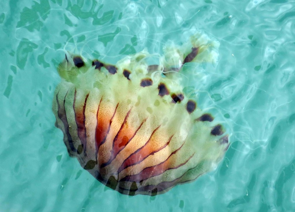 a-compass-jellyfish-in-the-harbour-steve-daniels-geograph-britain