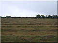 Cut grass field, Black Rock