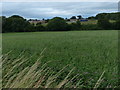 Farmland north of Beggar