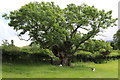 Around the aged ash tree near Low Lorton