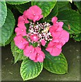 Hydrangea sp