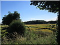 Hedgerow and unnamed plantation