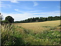 View towards Kirklington Hill