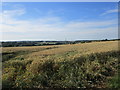 Wheatfield near Lodge Farm