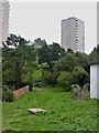 Hollington tower blocks from Coventry Road