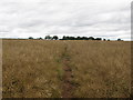 Bridleway north of Little Leyfields