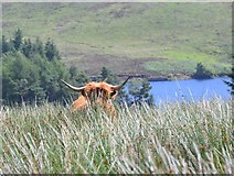 NT1256 : A Highland cow at Baddinsgill by Jim Barton