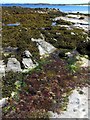 Rock pool, Vaul Bay