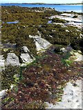 NM0548 : Rock pool, Vaul Bay by Andrew Curtis