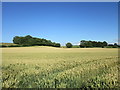 Hillside plantation near Kirklington