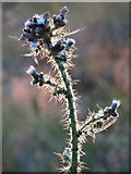 SK2581 : Marsh thistle on the edge of Hathersage Moor by Neil Theasby