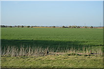 TR0424 : Flat farmland by N Chadwick