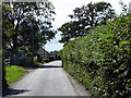 The lane from Chetnole to Stockwood