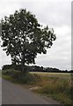 Tree on Wood End Lane near Jockey End