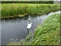 Swan and cygnets on The Monty near Berriew