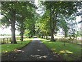 Avenue from The Hawkhills towards the main road