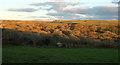 Wooded valley near Blisland