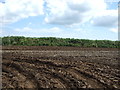 Potato field near Constantine