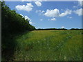 Crop field and hedgerow, Helland