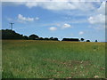 Cereal crop, Kirgilliack