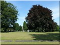 Copper beech, Heanor Cemetery