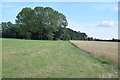 Fields and copse near Stone