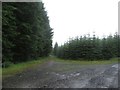 NY7276 : Junction of forest tracks near Preaching Heights by Graham Robson