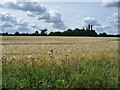 TL9870 : Barley field, south side of Ixworth Road by Christine Johnstone