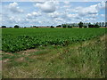 TM0571 : Sugar beet field, between Mill Farm and Highland Farm by Christine Johnstone