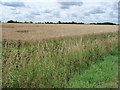 TM0571 : Wheatfield, south of the footpath to Cromwell Plantation by Christine Johnstone