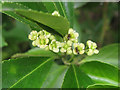 Ants foraging on flowers of Euonymus japonicus, garden hedge, Warwick