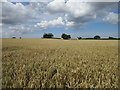 Wheat field off Langthorpe Road