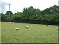 Grazing off Hadzor Lane