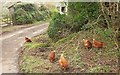 SX7781 : Free range hens at Ellimore by Derek Harper