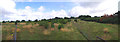 Plantation Panorama; Epping Forest Buffer Lands