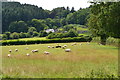 Canalside fields at Troed-y-rhiw