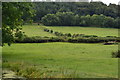 Canalside fields at Ty-poeth Farm