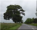 Lone tree by A37 south of Ston Easton