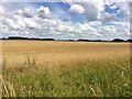 Farmland at Sandall Long Common