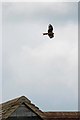 Red Kite Over The New Barn