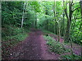 SO8708 : Bridleway in nature reserve woodland, Slad by Humphrey Bolton
