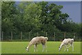 Llamas & Ominous Sky