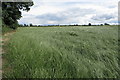 Field by the lane to Syresham