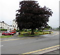 Bench under a tree, Barnstaple