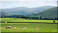 Field with sheep east of Glebelands